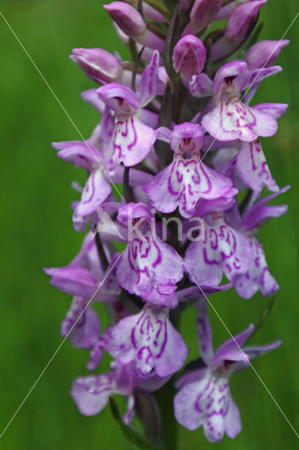 Gevlekte orchis (Dactylorhiza maculata)