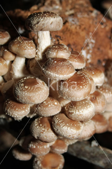 Shiitake (Lentinus edodes)