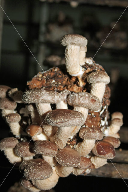 Shiitake (Lentinus edodes)