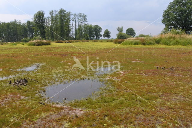 Lesser Spearwort (Ranunculus flammula)