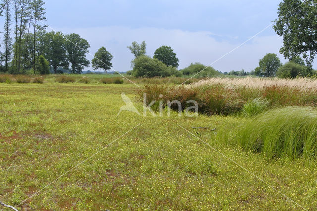 Lesser Spearwort (Ranunculus flammula)