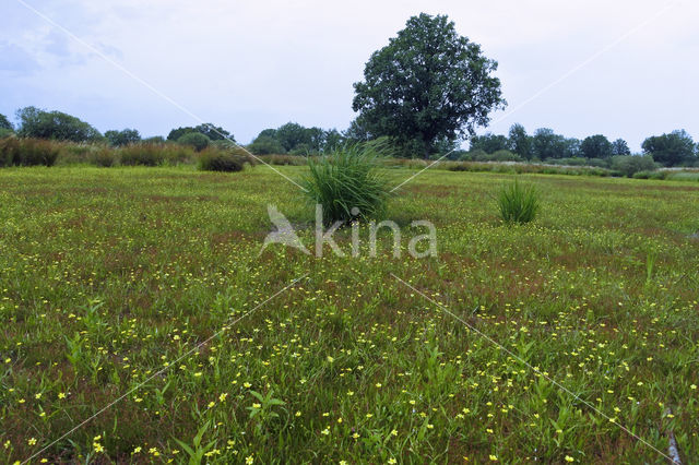 Lesser Spearwort (Ranunculus flammula)