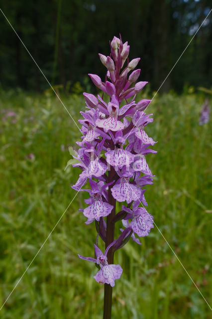 Spotted orchid (Dactylorhiza maculata)