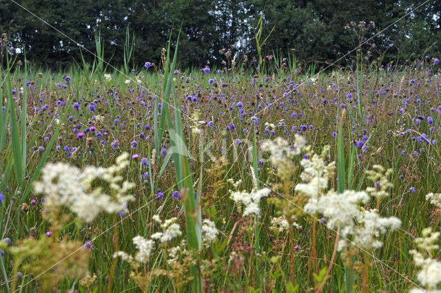 Blauwe zegge (Carex panicea)