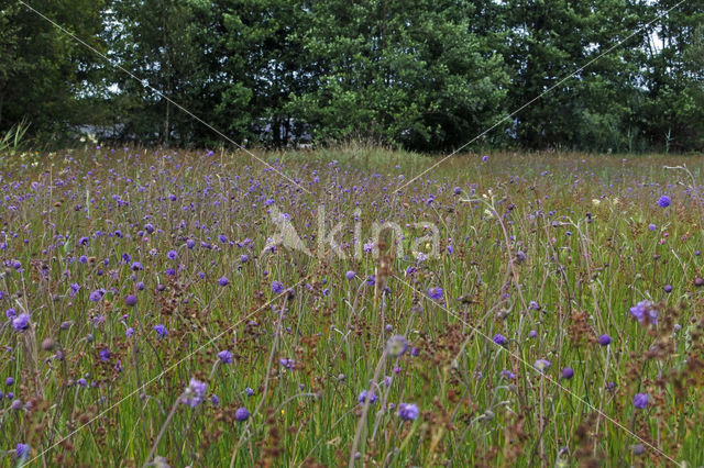 Blauwe Knoop (Nemophora minimella)