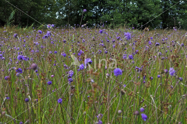 Blauwe Knoop (Nemophora minimella)