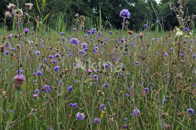 Blauwe Knoop (Nemophora minimella)