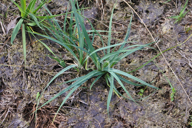 Carnation Sedge (Carex panicea)