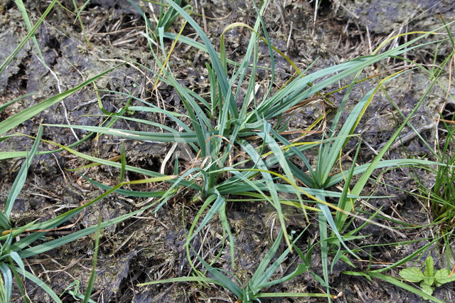 Blauwe zegge (Carex panicea)