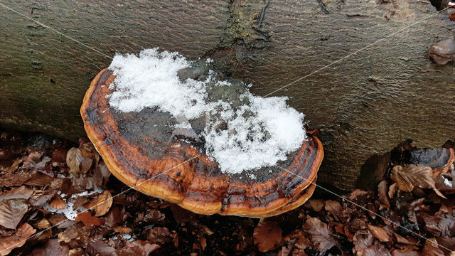 Red Banded Polypore (Fomitopsis pinicola)