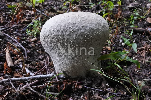 Ruitjesbovist (Calvatia utriformis)