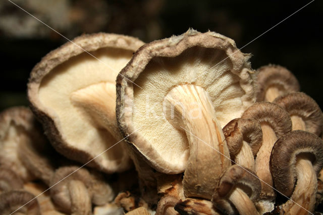 Shiitake (Lentinus edodes)