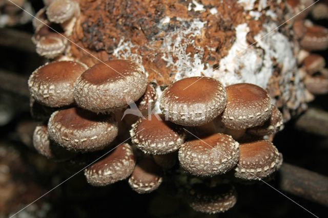 Shiitake (Lentinus edodes)