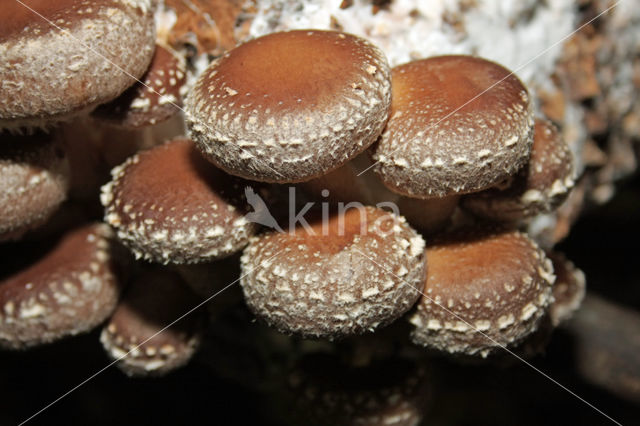 Shiitake (Lentinus edodes)