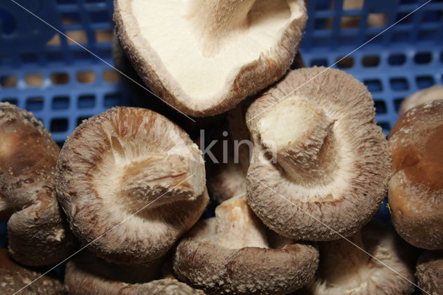 Shiitake (Lentinus edodes)