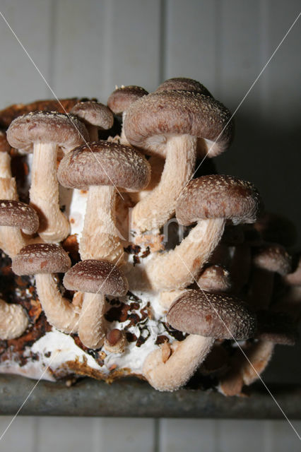 Shiitake (Lentinus edodes)