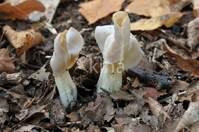 Koperrode spijkerzwam (Chroogomphus rutilus)