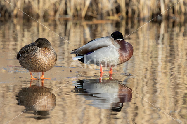 Wilde Eend (Anas platyrhynchos)