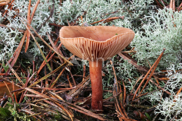 Peppery Milk-cap (Lactarius rufus)