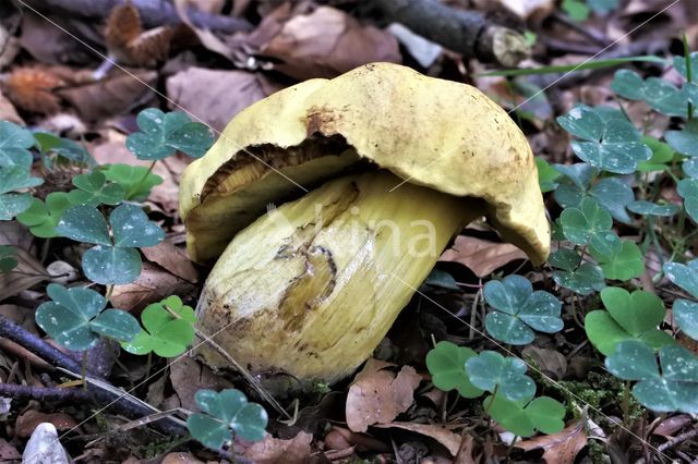 Boletus junquilleus