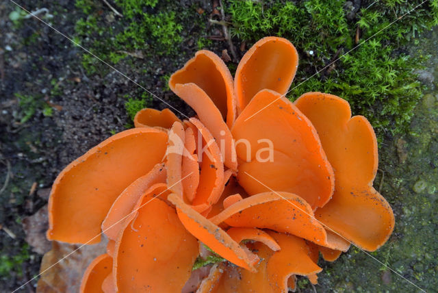 Grote oranje bekerzwam (Aleuria aurantia)