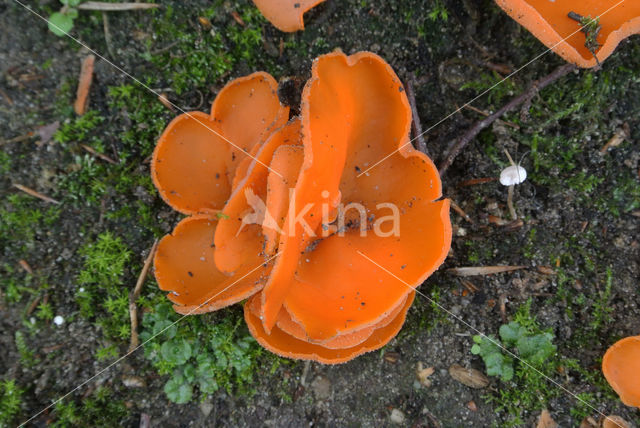 Grote oranje bekerzwam (Aleuria aurantia)