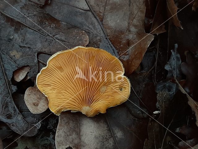 Oranje oesterzwam (Phyllotopsis nidulans)