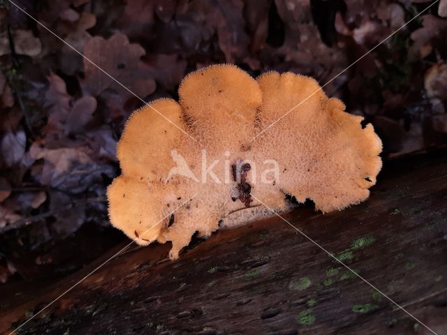 Oranje oesterzwam (Phyllotopsis nidulans)