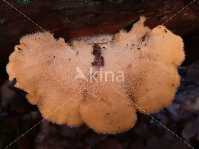 Oranje oesterzwam (Phyllotopsis nidulans)