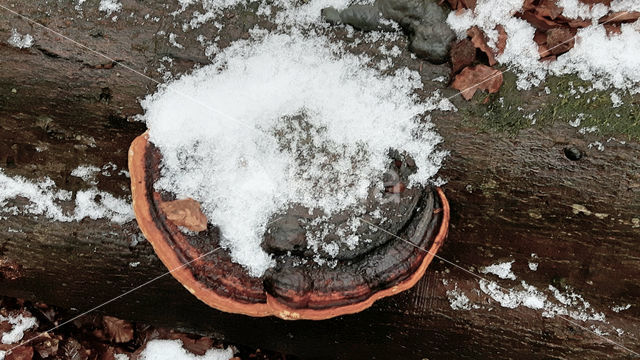 Red Banded Polypore (Fomitopsis pinicola)