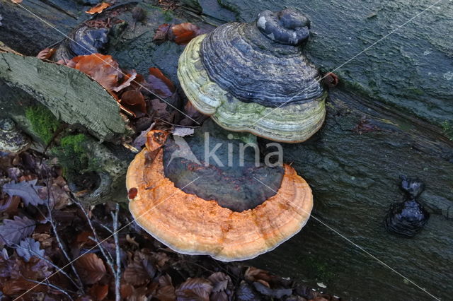 Red Banded Polypore (Fomitopsis pinicola)