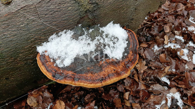 Red Banded Polypore (Fomitopsis pinicola)