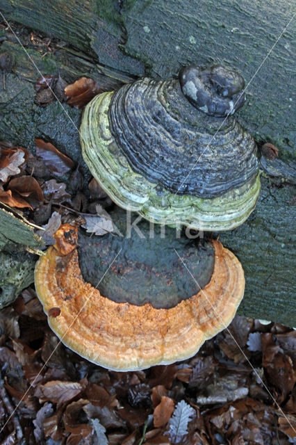 Red Banded Polypore (Fomitopsis pinicola)