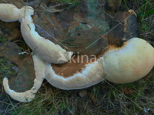 Dikrandtonderzwam (Ganoderma australe)
