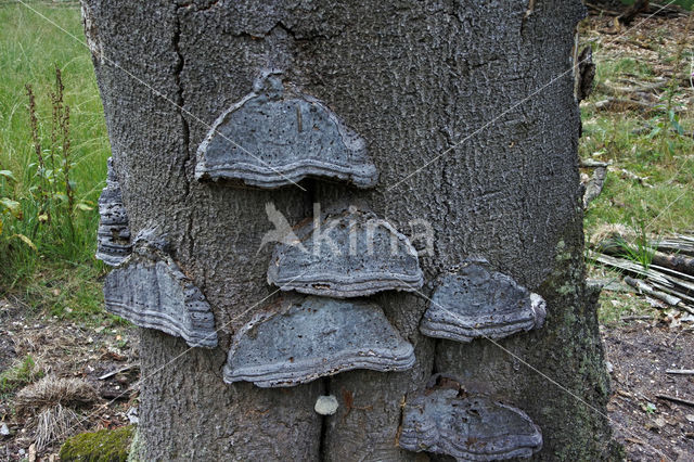 Echte tonderzwam (Fomes fomentarius)