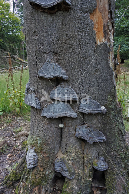 touchwood (Fomes fomentarius)