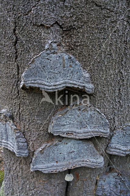 Echte tonderzwam (Fomes fomentarius)