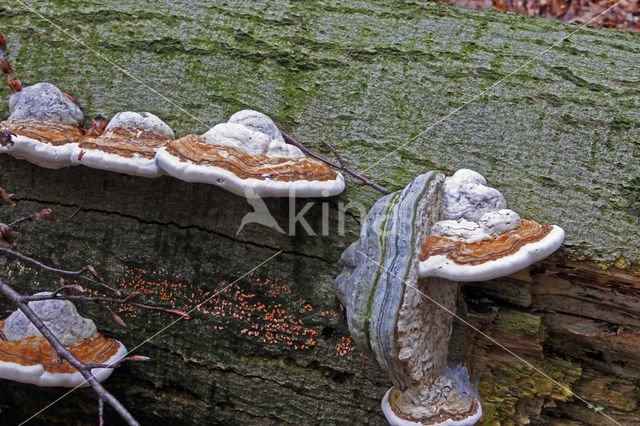 Echte tonderzwam (Fomes fomentarius)