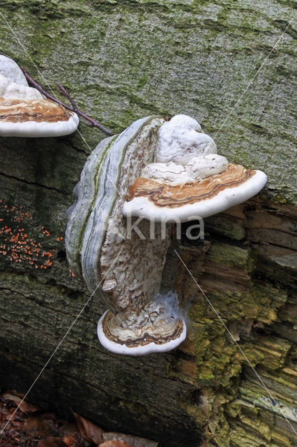 touchwood (Fomes fomentarius)