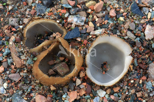 Gekarteld leemkelkje (Tarzetta catinus)