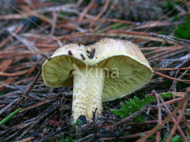 Gele ridderzwam (Tricholoma equestre)