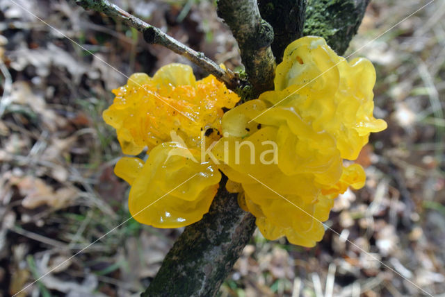 Gele trilzwam (Tremella mesenterica)