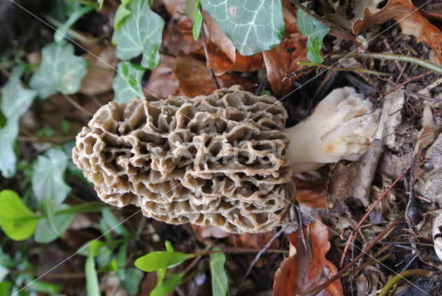 Common morel (Morchella esculenta)