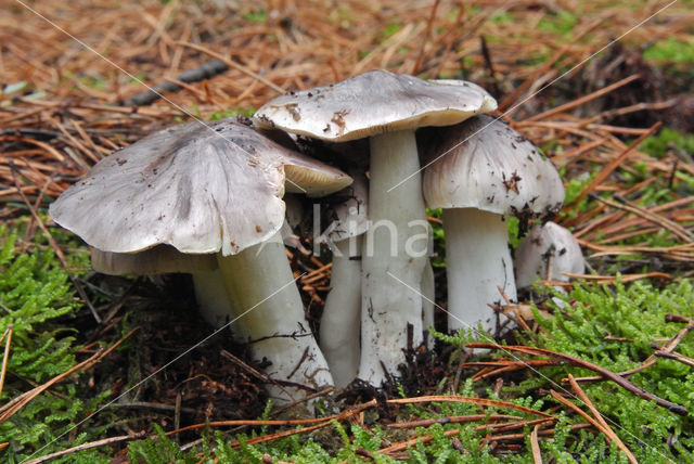 Tricholoma portentosum