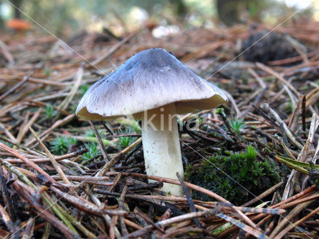 Glanzende ridderzwam (Tricholoma portentosum)