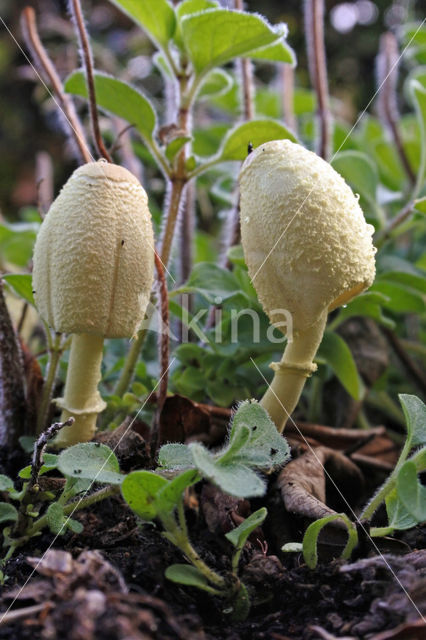 Goudgele plooiparasol (Leucocoprinus birnbaumii)