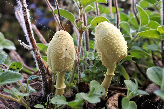 Goudgele plooiparasol (Leucocoprinus birnbaumii)