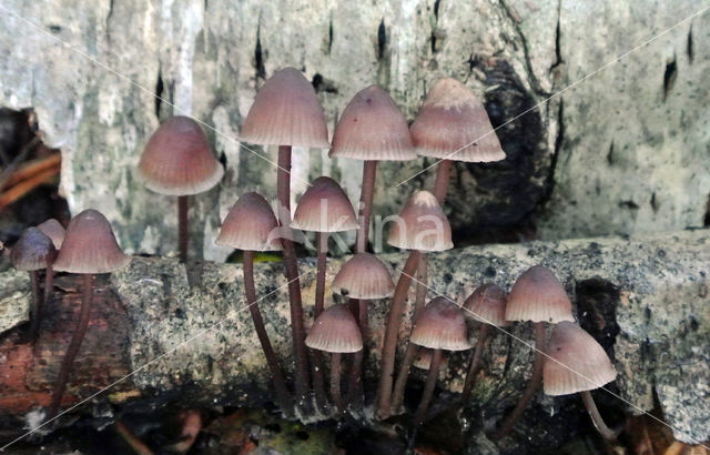 Burgundydrop bonnet (Mycena haematopus)