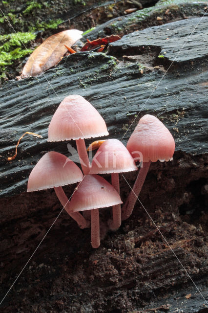 Burgundydrop bonnet (Mycena haematopus)