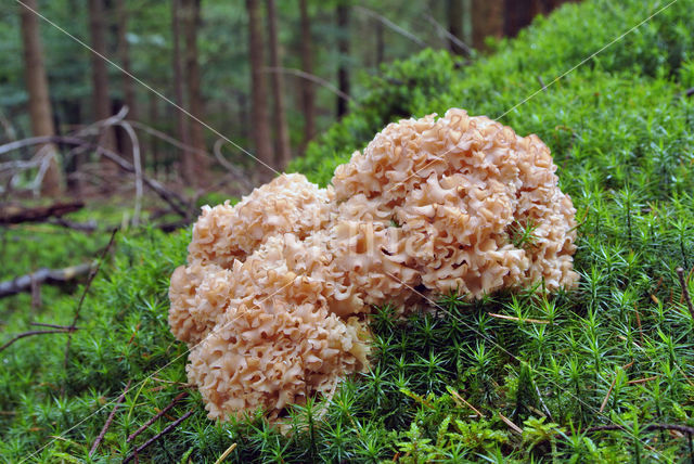 Wood Cauliflower (Sparassis crispa)